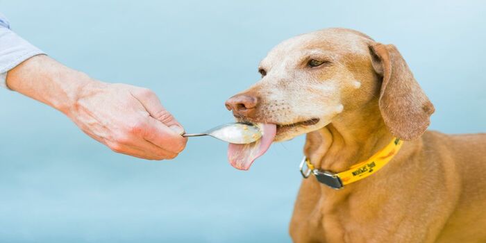 Read more about the article Can Dogs Eat Busy Butter?