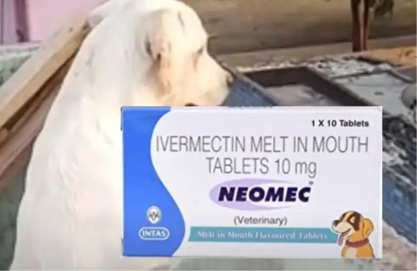 Read more about the article Unleash the Power of Neomec Tablet Uses for Dogs
