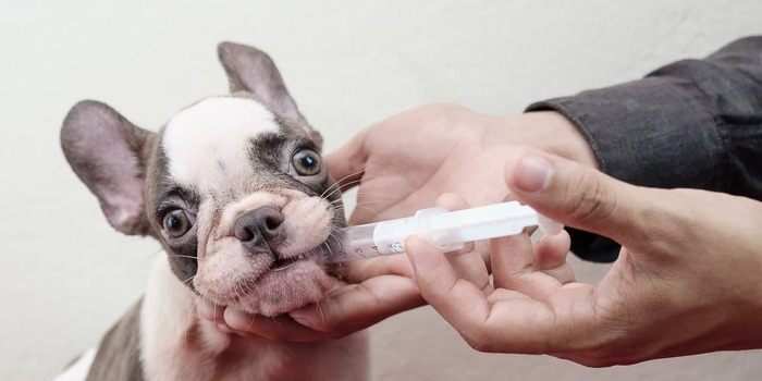 Read more about the article Meloxidyl For Dogs: Usage, Benefits & Dosage