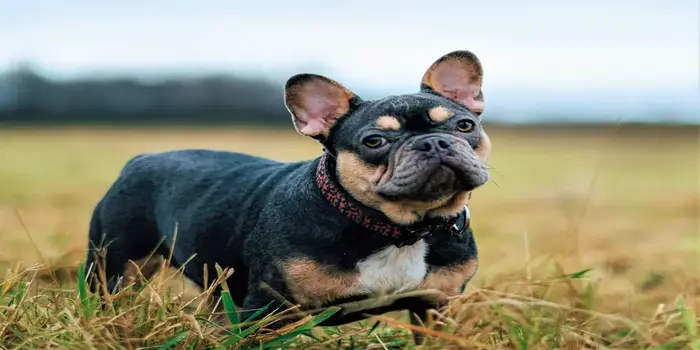 You are currently viewing 10 Best Dog Food For French bulldogs