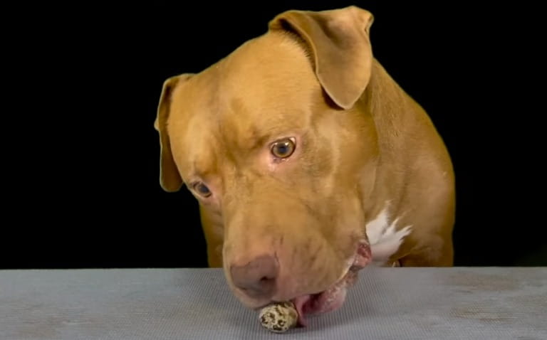 Can Dogs Eat Quail Eggs Safely