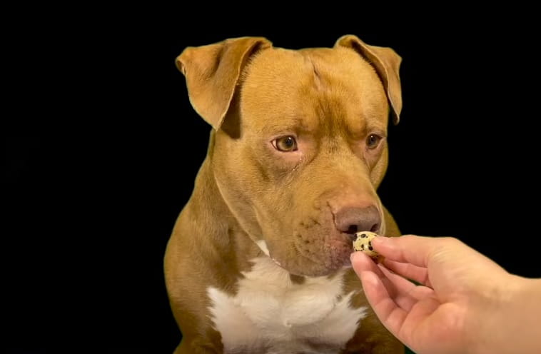 You are currently viewing Can Dogs Eat Quail Eggs Safely?