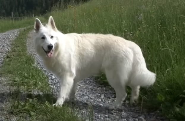 Berger Blanc Suisse big white fluffy dog breed