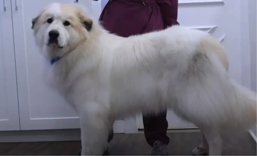 Great Pyrenees big white fluffy dog breed