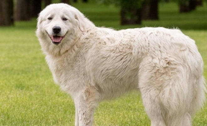 Maremma Sheepdog big white fluffy dog breed