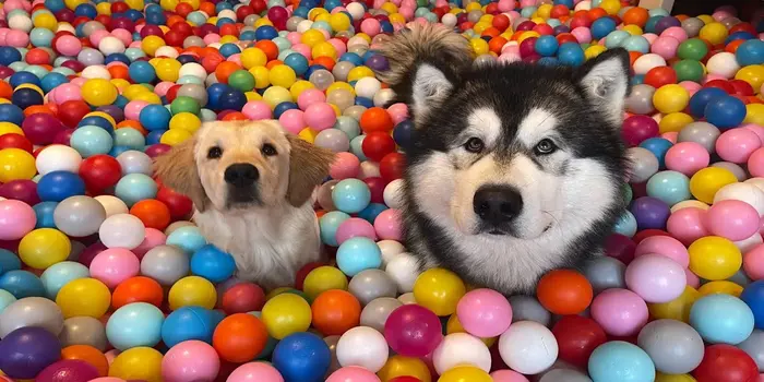 What is a Dog Ball Pit 1