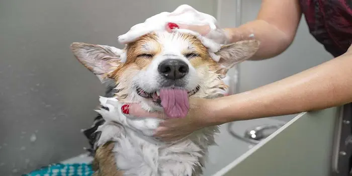Read more about the article Ultimate Guide to Chlorhexidine Shampoo for Dogs