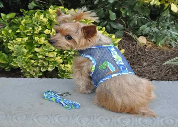 Read more about the article Hawk Vest For Dogs: Fashionable and Functional for Your Dog
