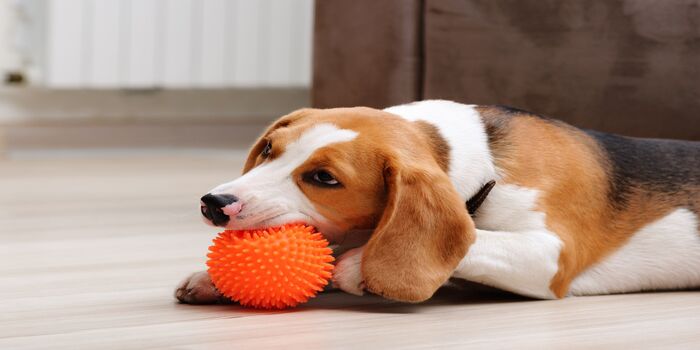 Read more about the article Let the Fun Begin: Squeaky Toys For Dogs