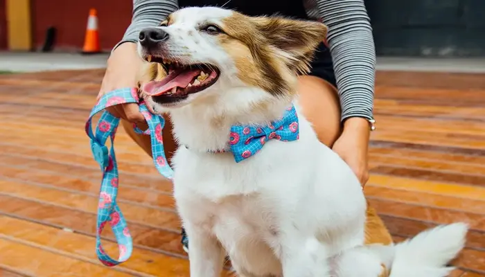 Read more about the article From Ruff to Dapper: The Magic of Bow Tie Collar for Dogs