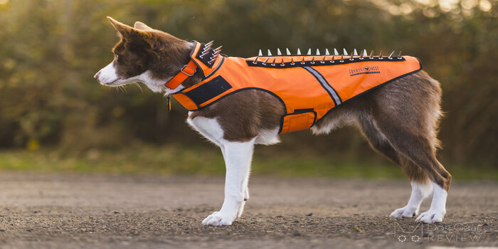 Read more about the article The Benefits of Spike Vest for Dogs :Spiky and Safe